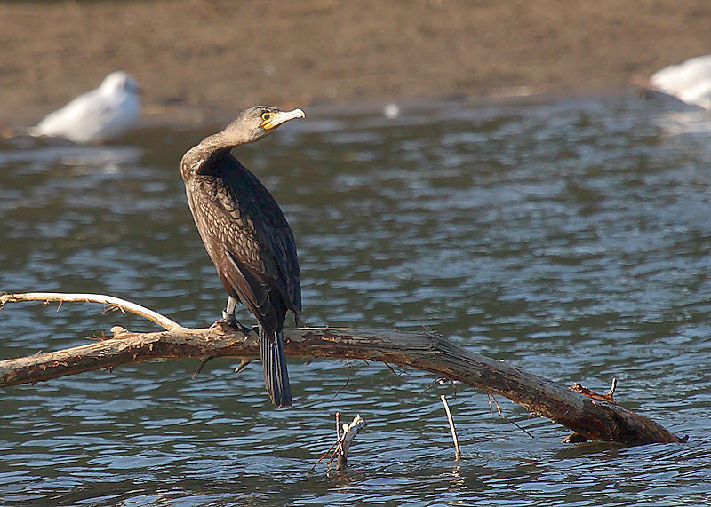 Cormorano anellato